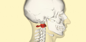 The Atlas, C1, or our first cervical vertebra 1 Atlas